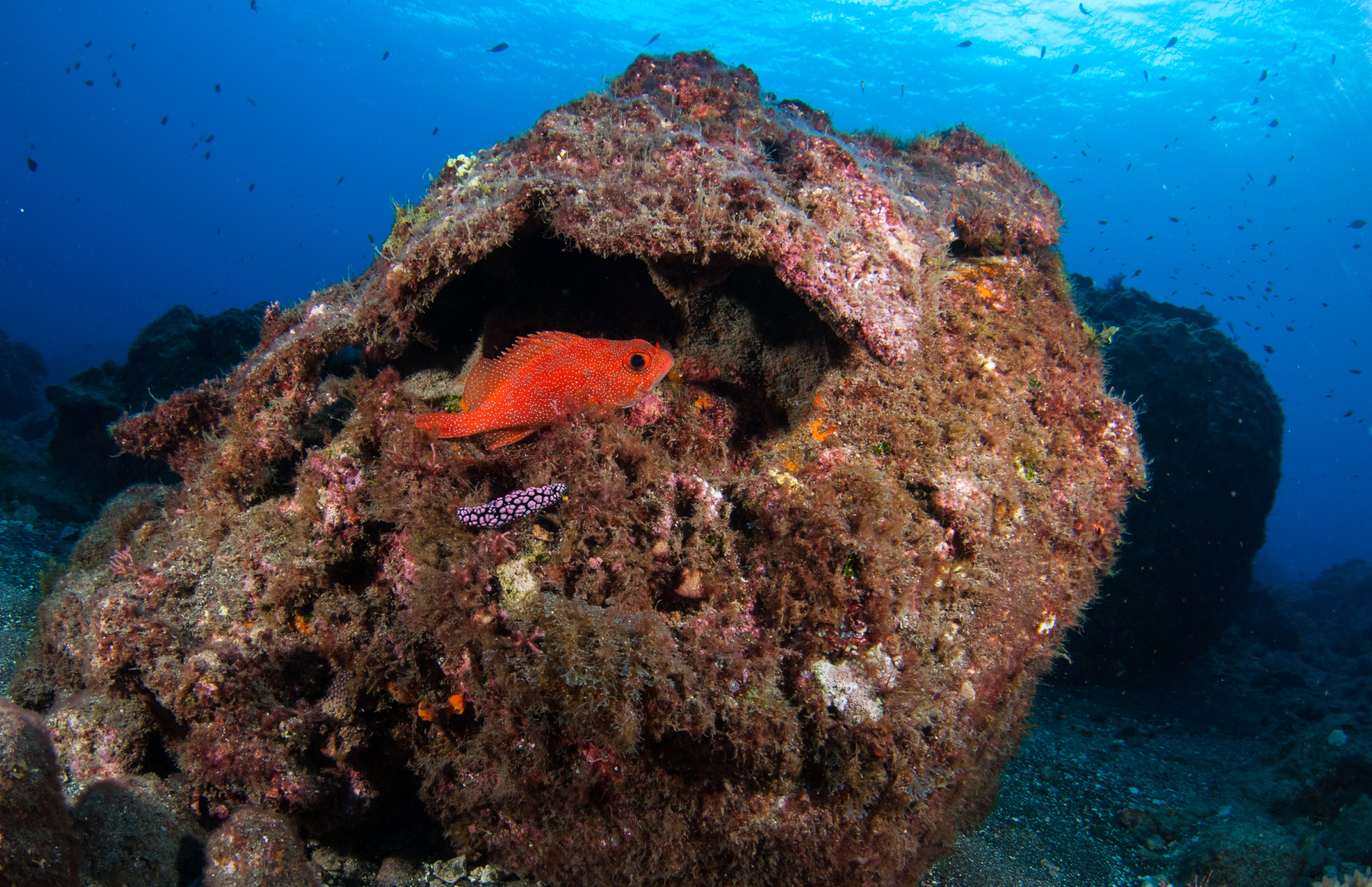 _JFG2486 – kermadec, islands, kermadecs, dive, images, remote, doc, sub tropical, subtropical, sub-tropical, marine, reserve, expedition, lust for rust, mesley, crispin, nz, new, zealand, new zealand, Toadstool, toad, stool, Grouper, Trachypoma, macracanthus, crispin, Kermadecs 13,